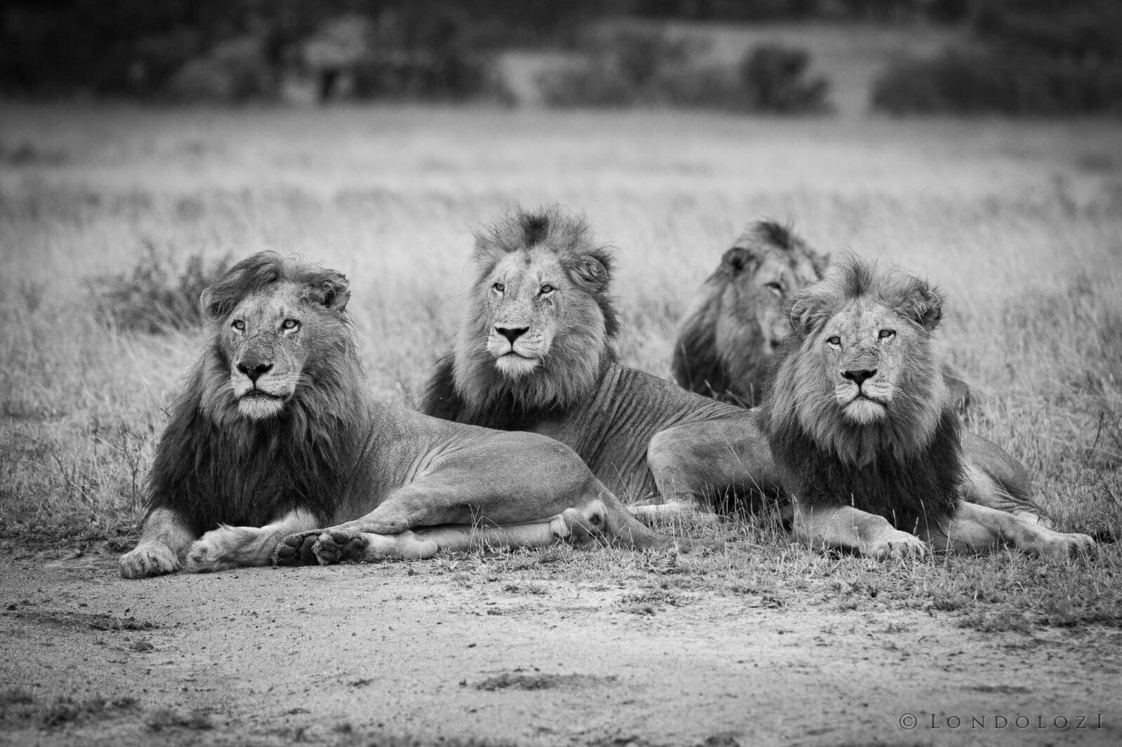 4 Male Lions taken by James Tyrrell