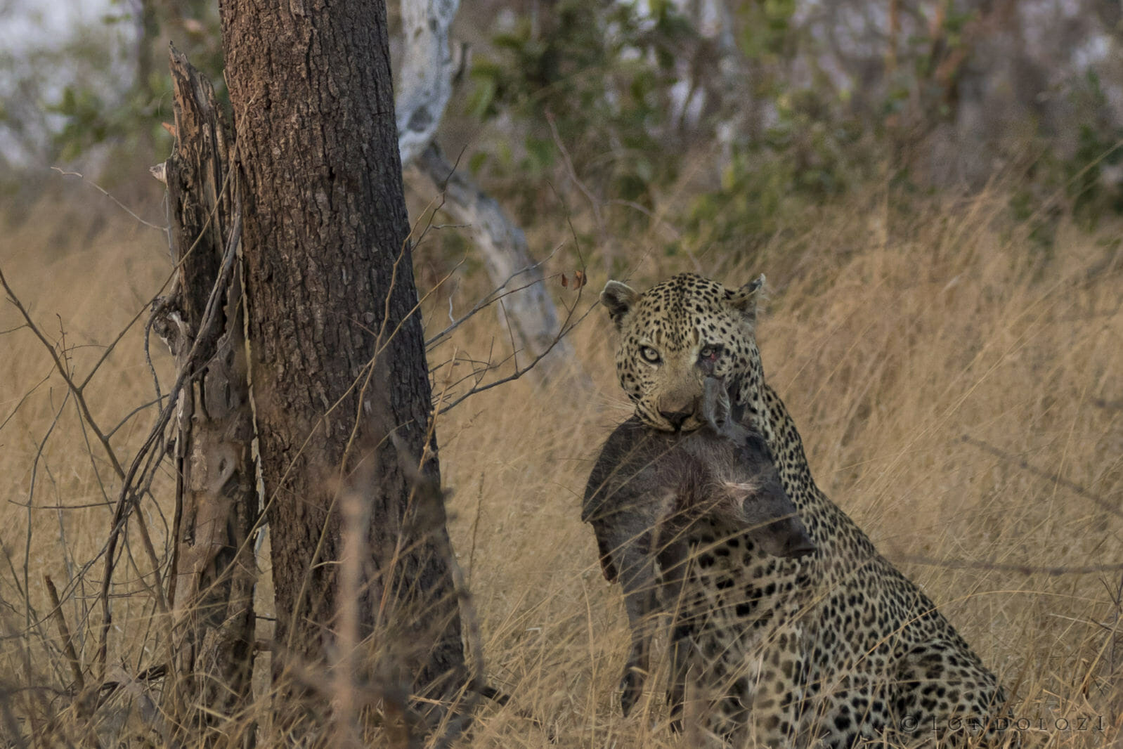 Anderson The Leopard with prey taken by James Tyrrell