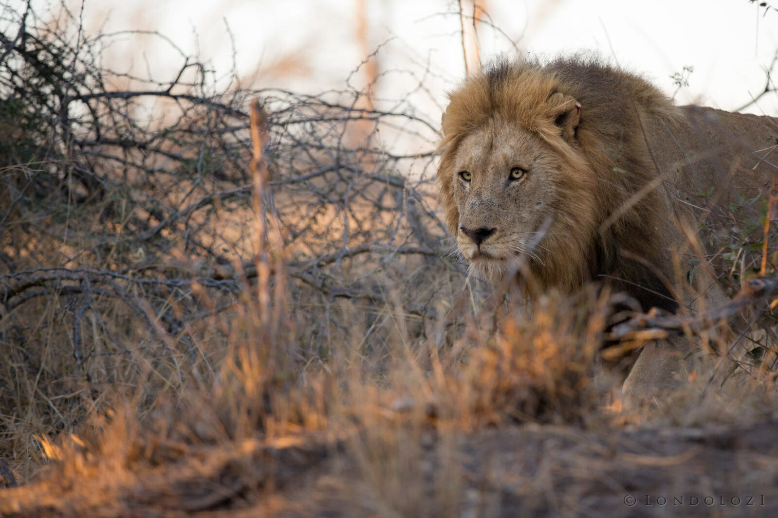 Birminghma Male Lion taken by James Tyrrell