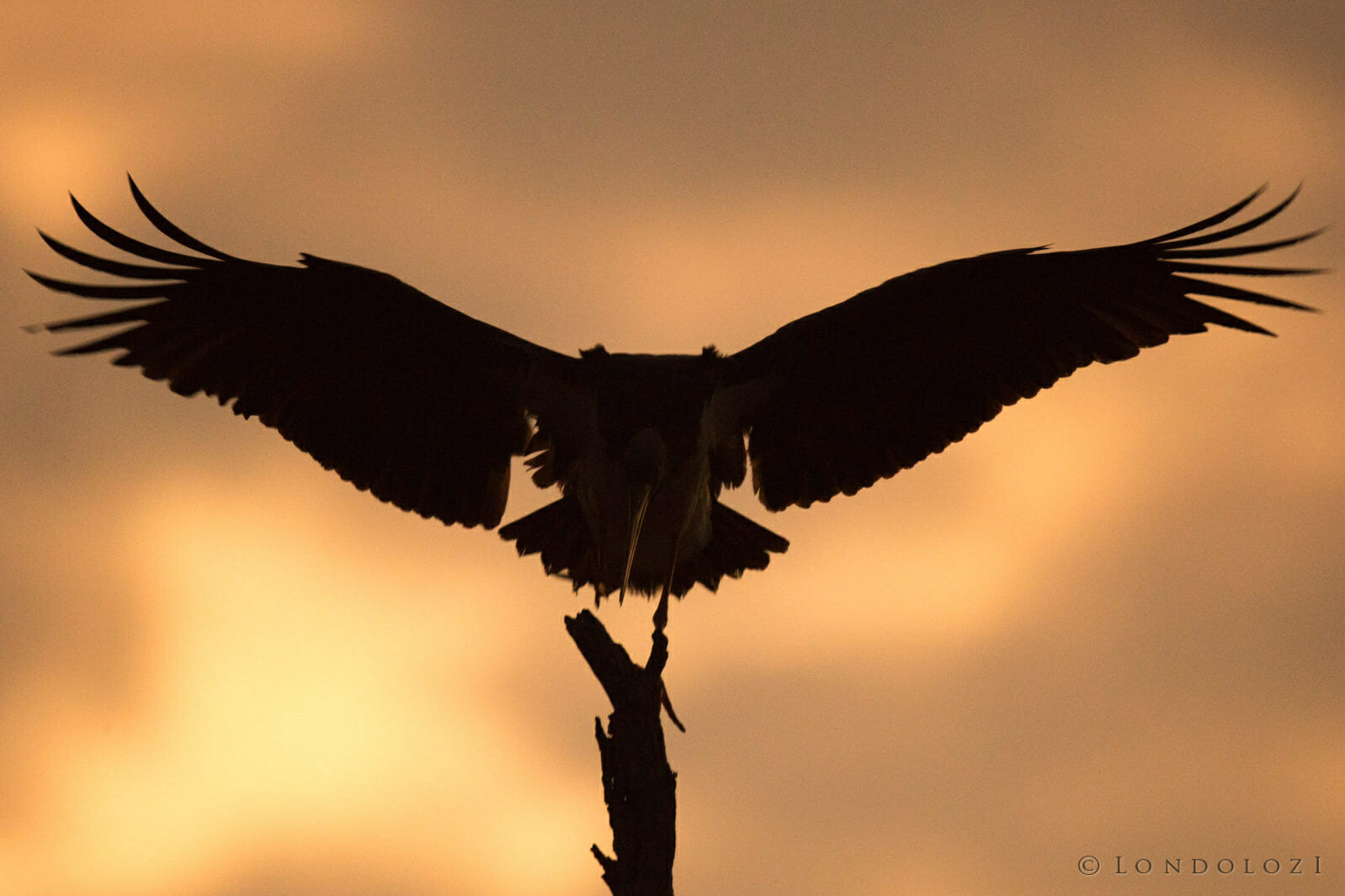 A Black Stork taken by James Tyrrell