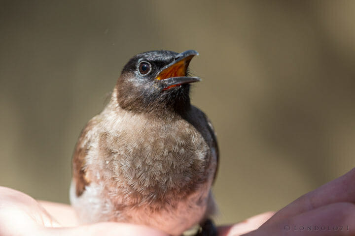 Bulbul by James Tyrrell