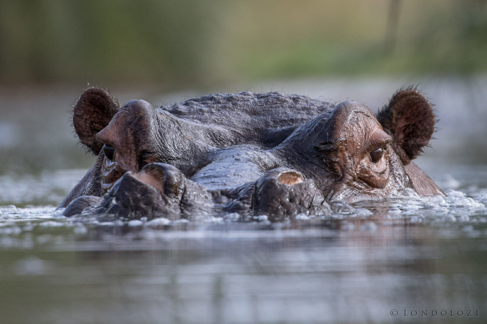 Hippo taken by Chris Taylor