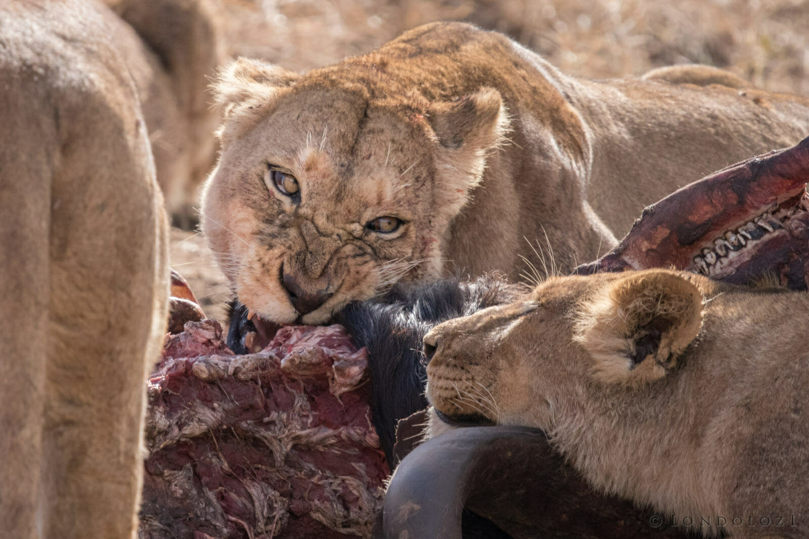 Lions and Buffalo taken by Dean De La Rey