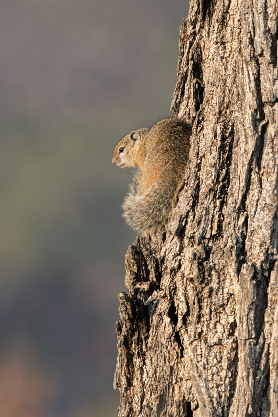 Squirrel taken by Dean de la Rey