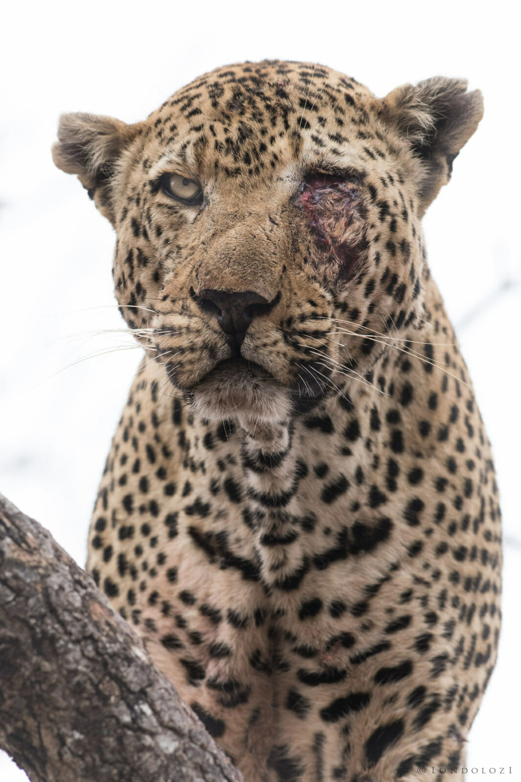 Leopard named Anderson taken by Don Heyneke Anderson