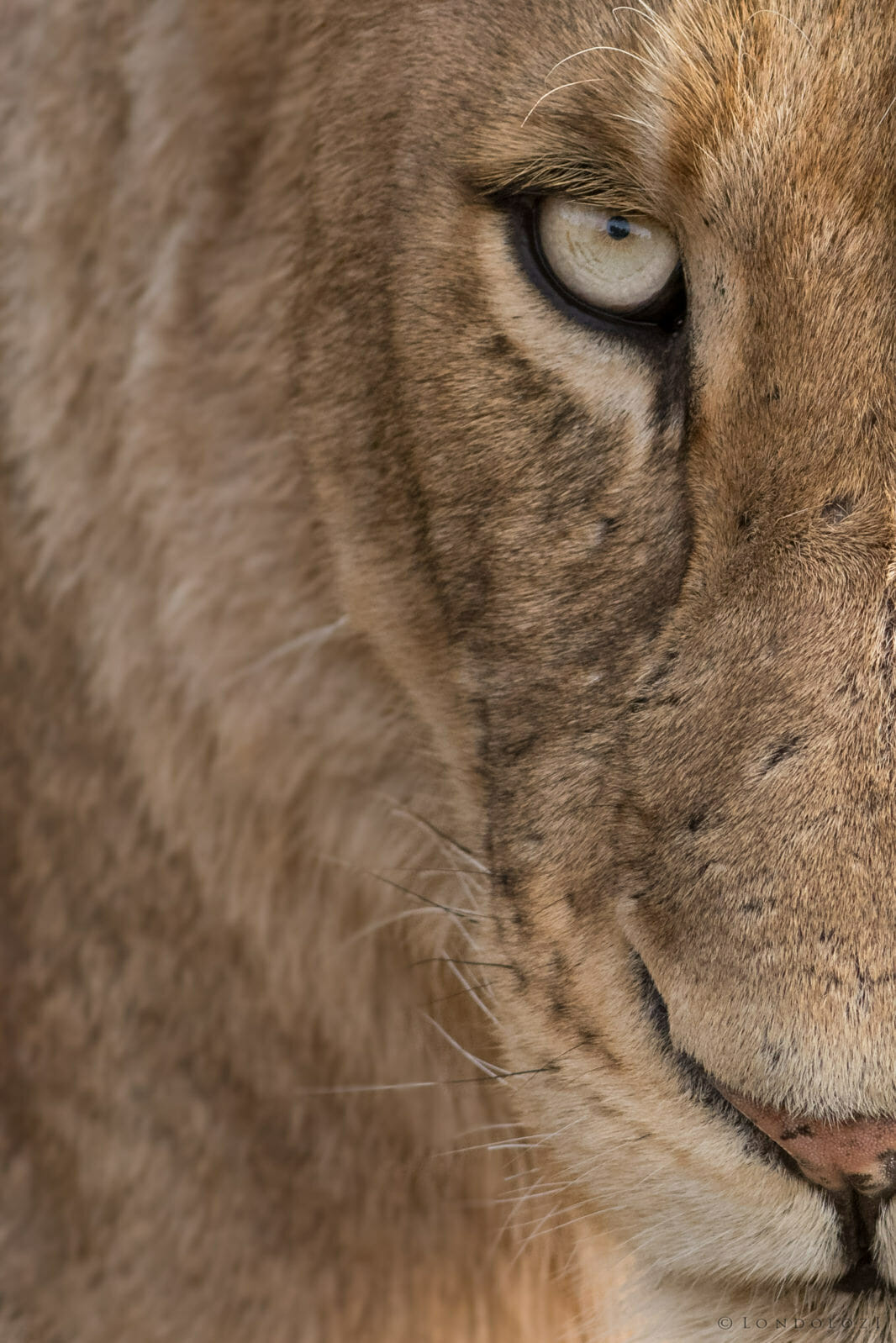 Lion named Umkuhuma taken by Don Heyneke