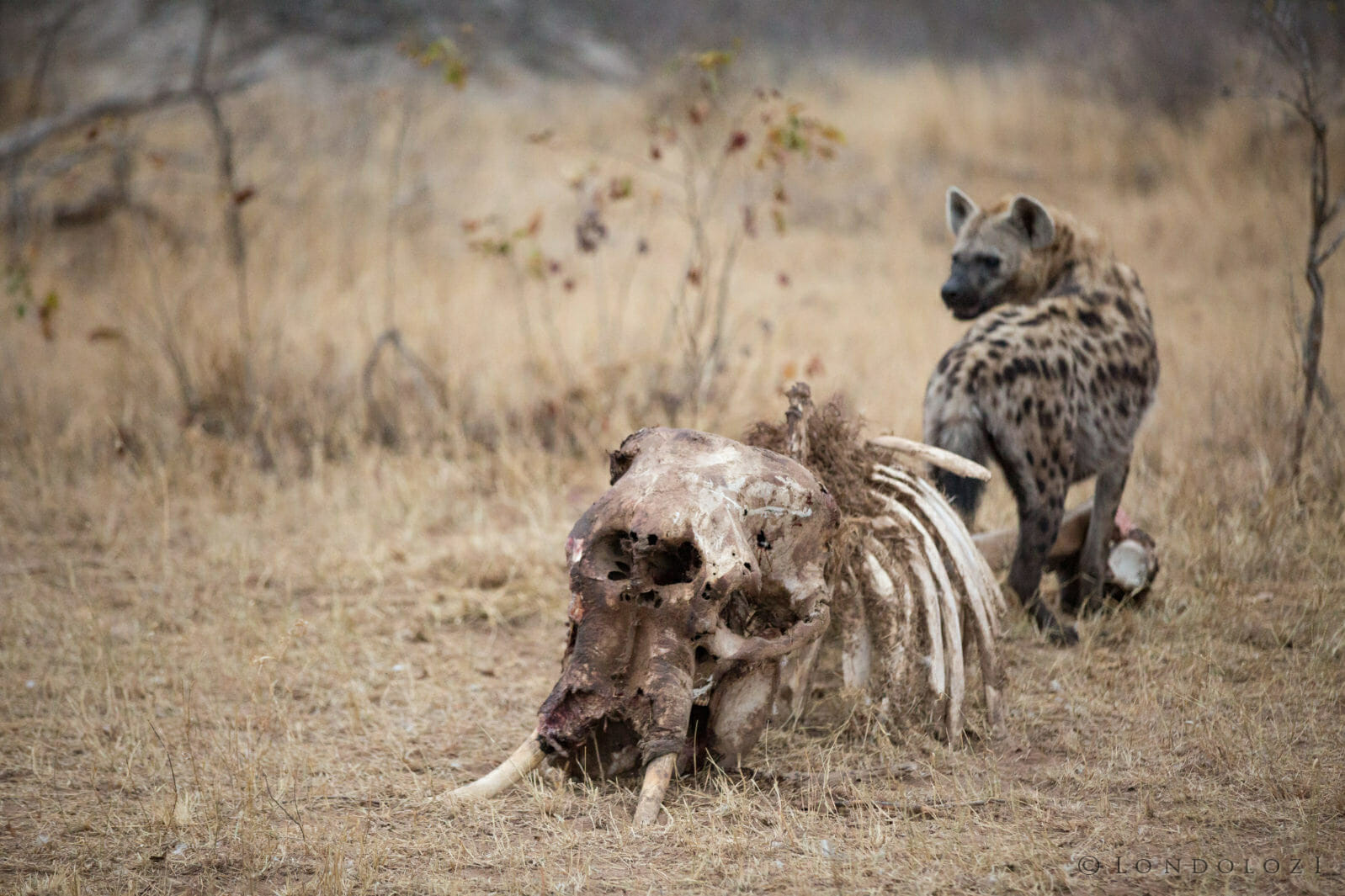 Hyena with Elephant carcass taken by James Tyrrell