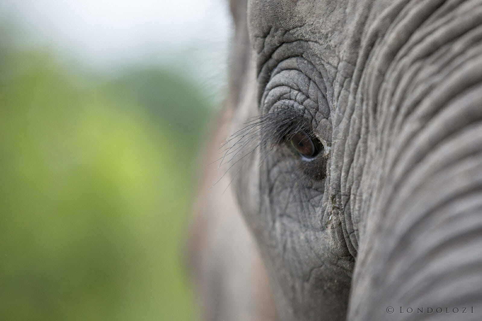 Elephant taken by James Tyrrell