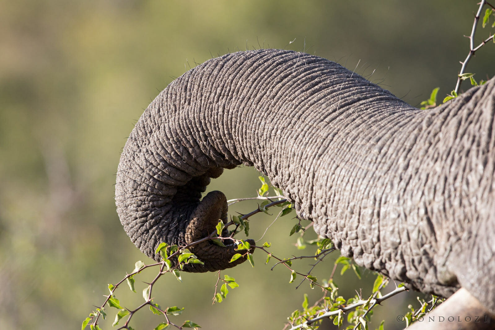 Elephant trunk taken by James Tyrrell