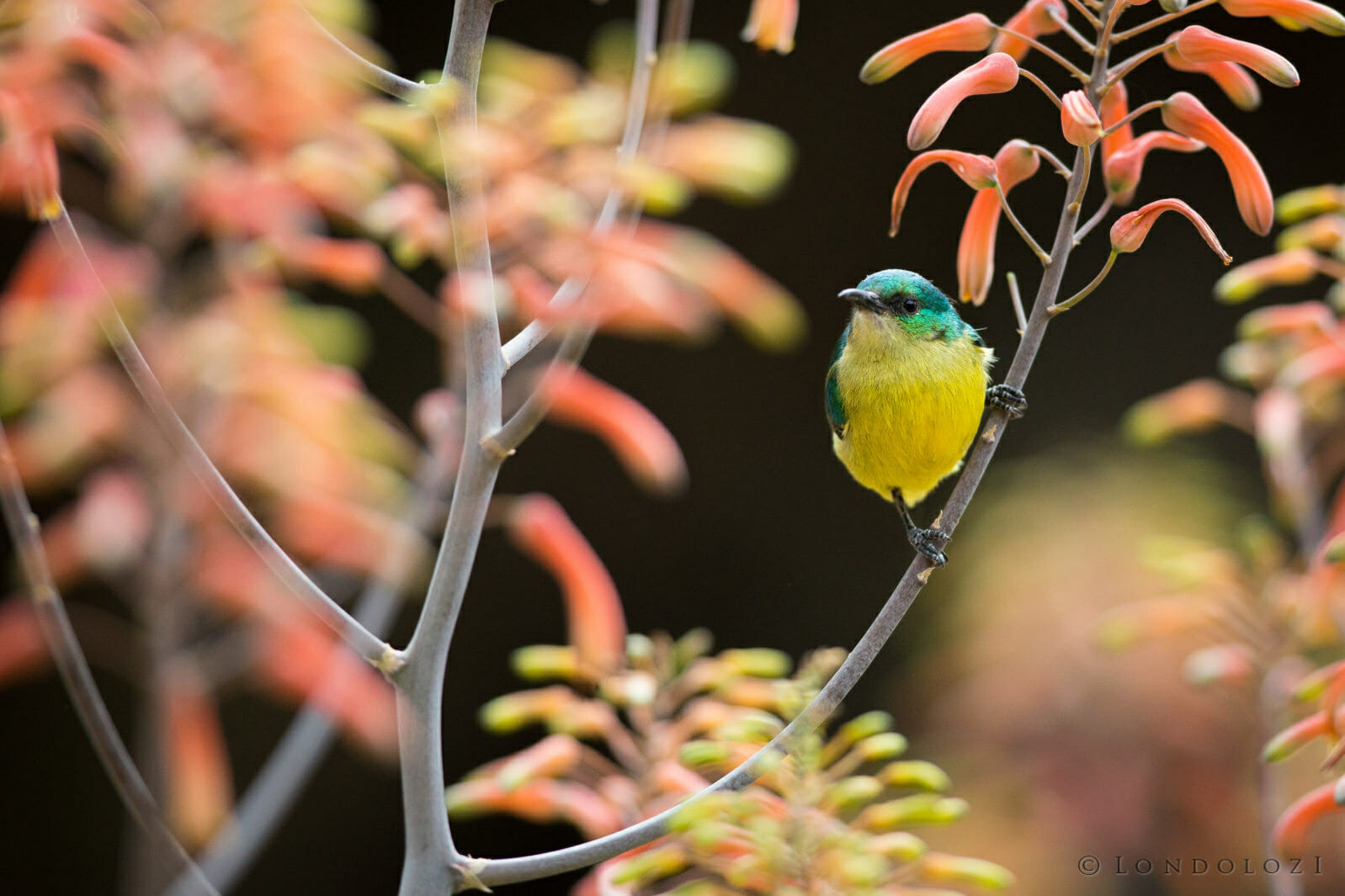 Female Collared Sunbird Aloe taken by James Tyrrell
