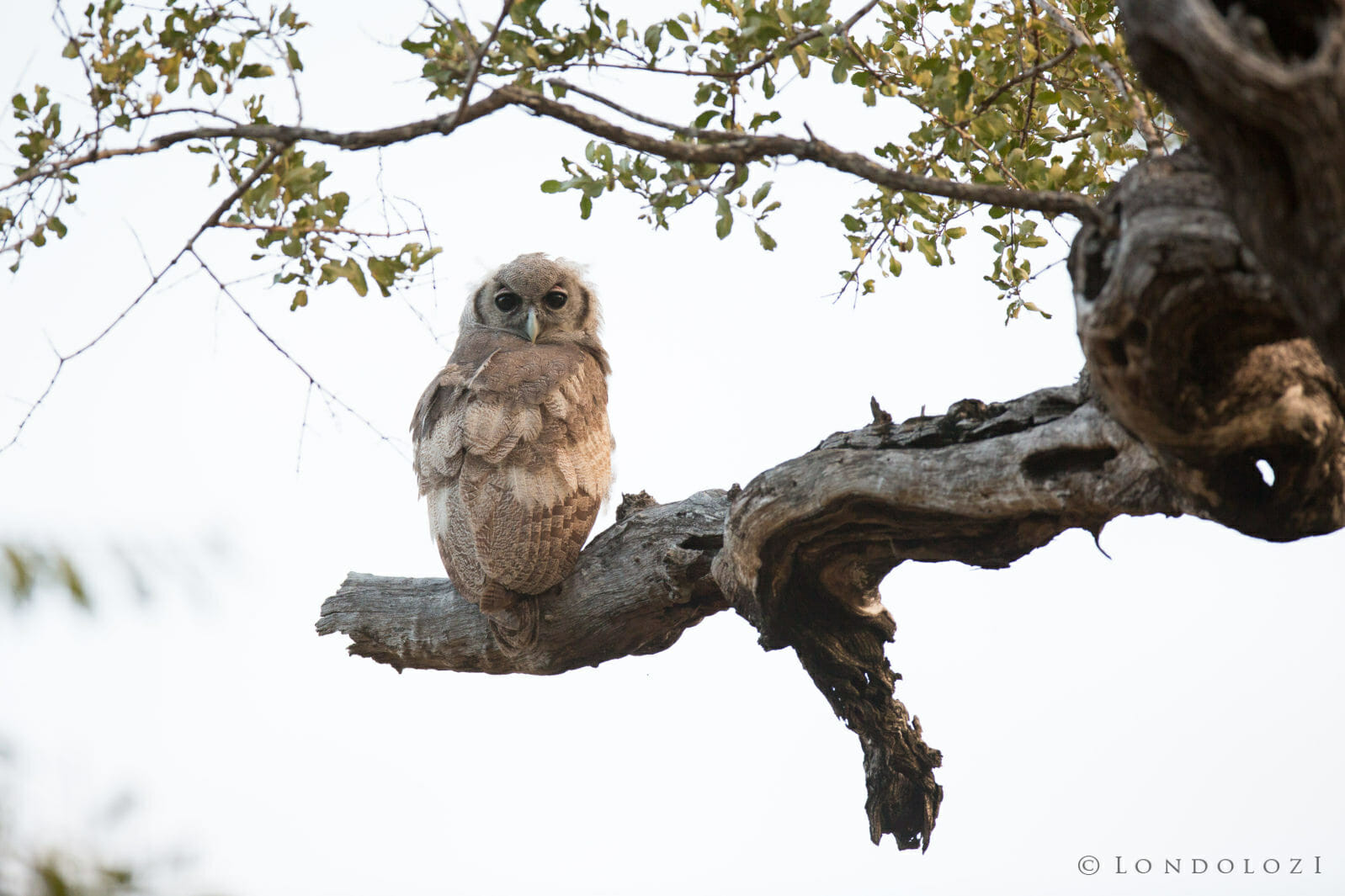 Verraux’s Giant Eagle Owl Chick taken by James Tyrrell