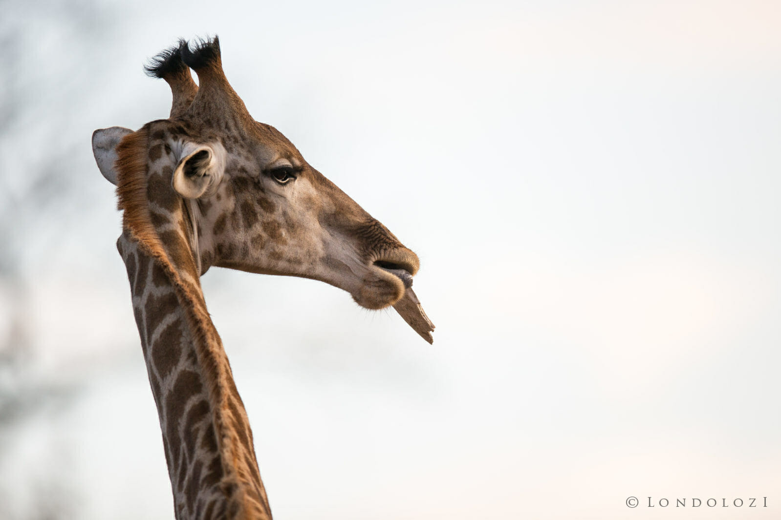 Giraffe eating bone taken by James Tyrrell