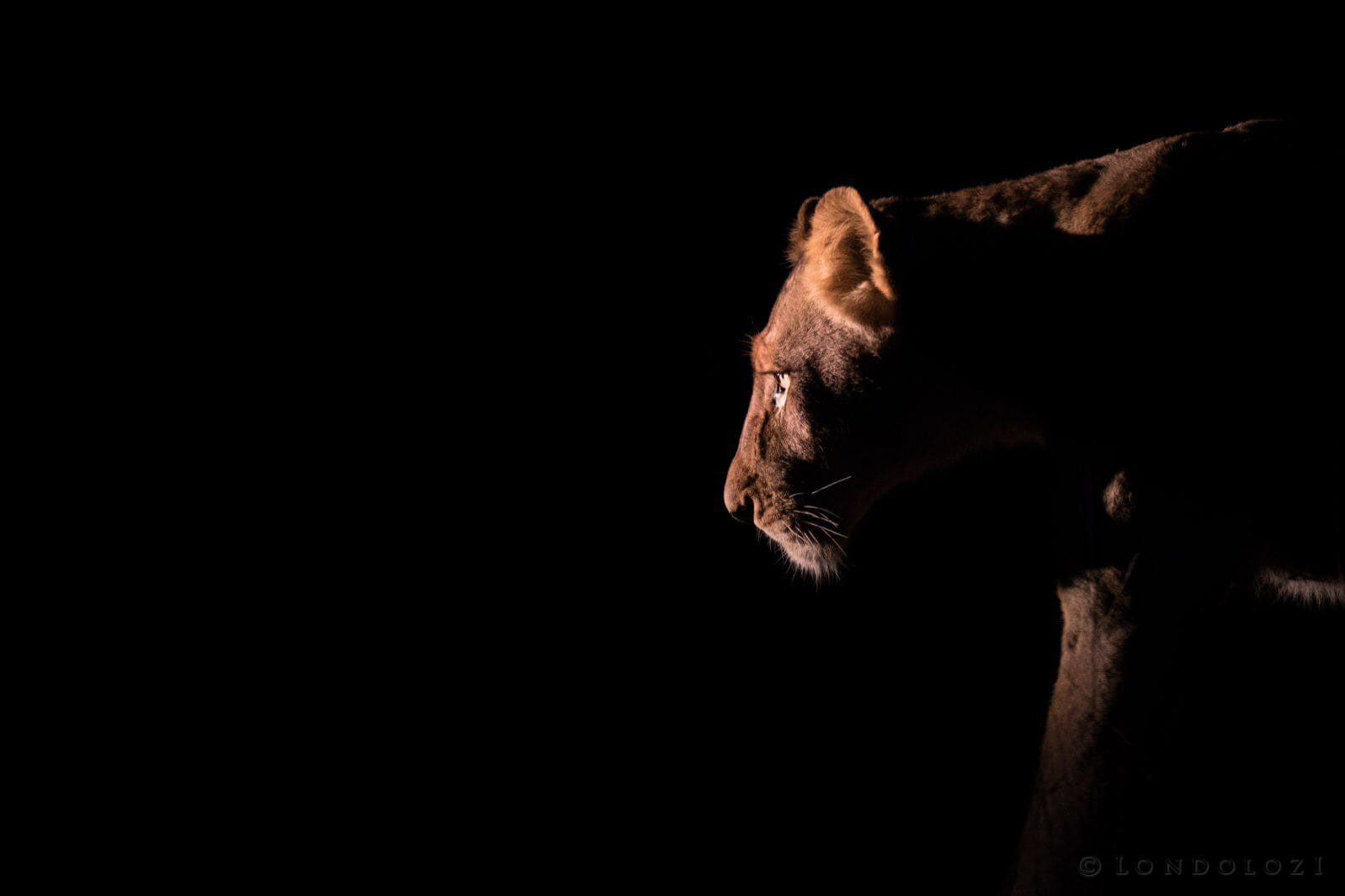 Lioness taken by Greg Minter Brown