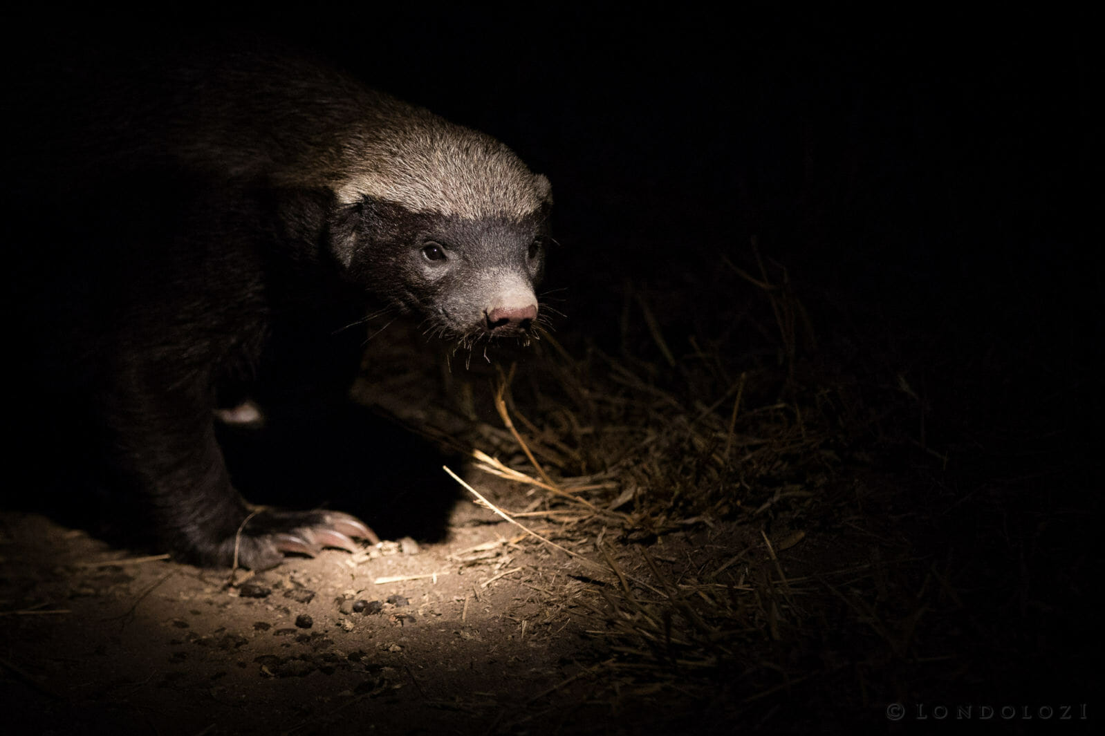 Honey Badger taken by James Tyrrell