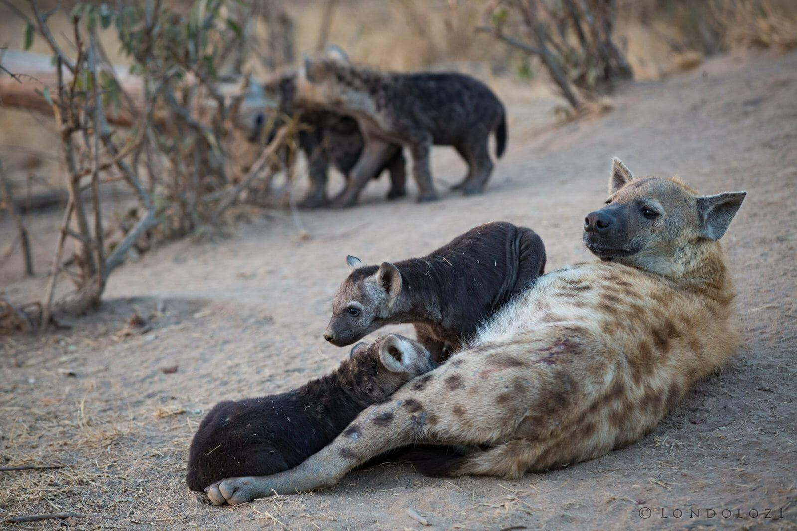 Hyena and cubs taken by James Tyrrell