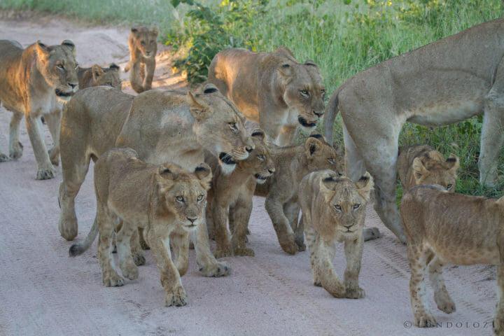 Pride by James Tyrrell