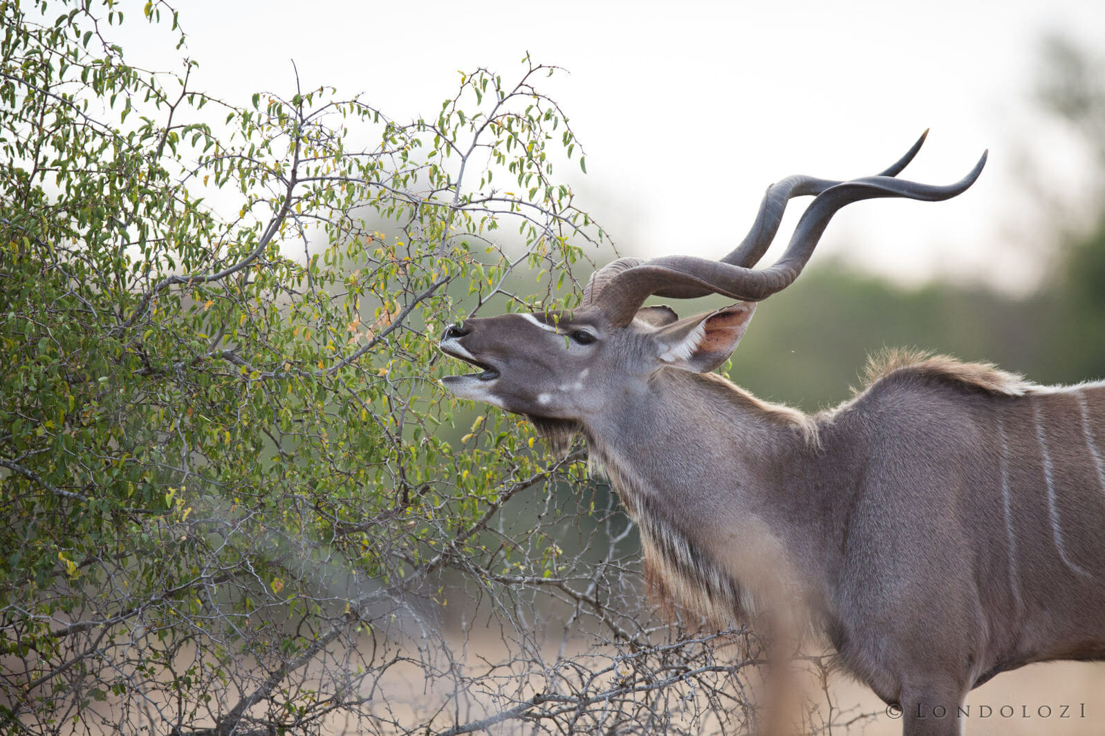 Kudu Bull taken by James Tyrrell