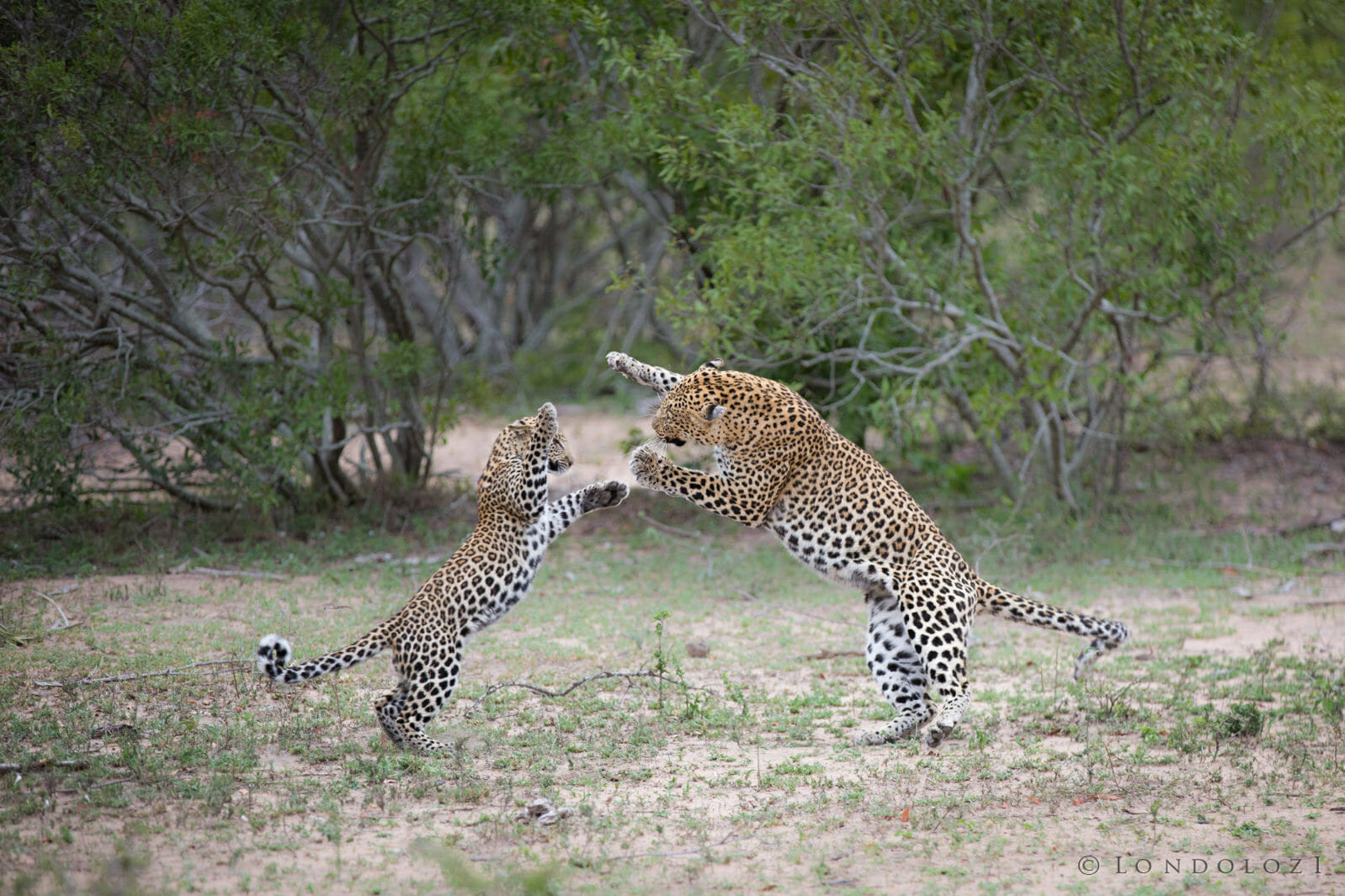 Mashaba Female Playing with Cub taken by James Tyrrell