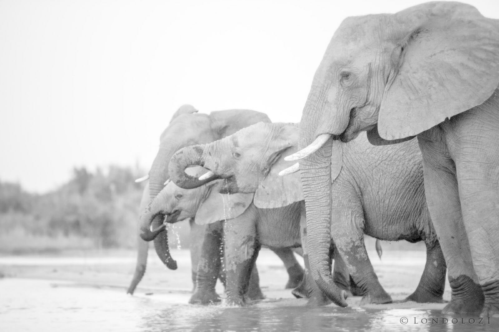 Elephant Herd Drinking taken by James Tyrrell