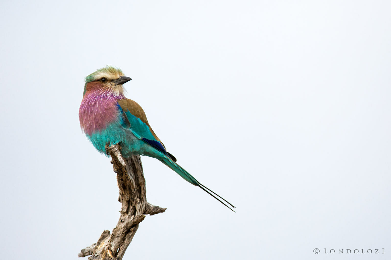 Lilac Breasted Roller taken by James Tyrrell