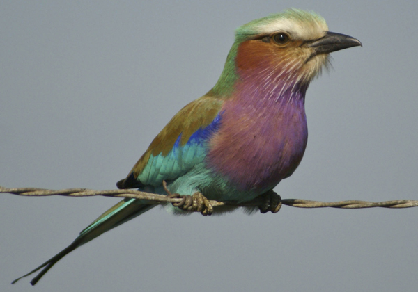 Lilac Breasted Roller taken possibly by Rich Laburn