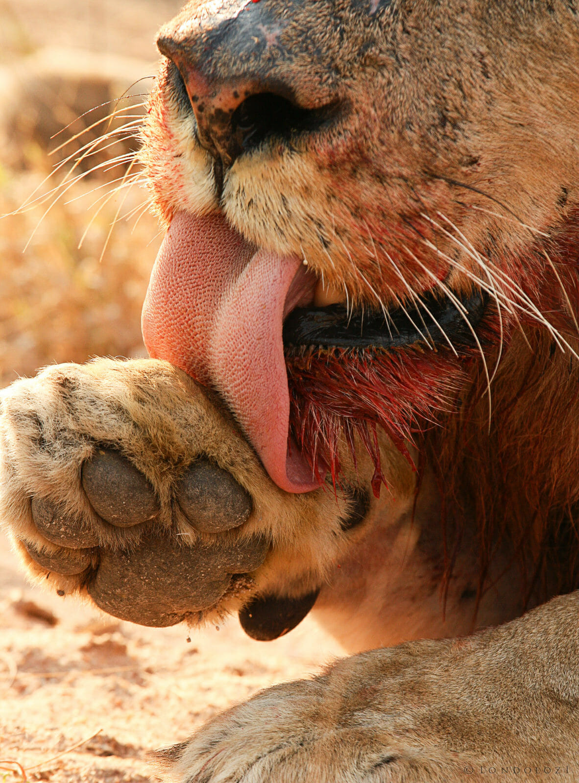 Majingilane scar-nosed Male Lion taken by James Tyrrell
