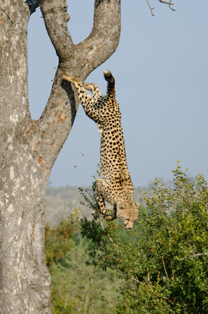 Male Cheetah KP-3 taken by Kevin Power