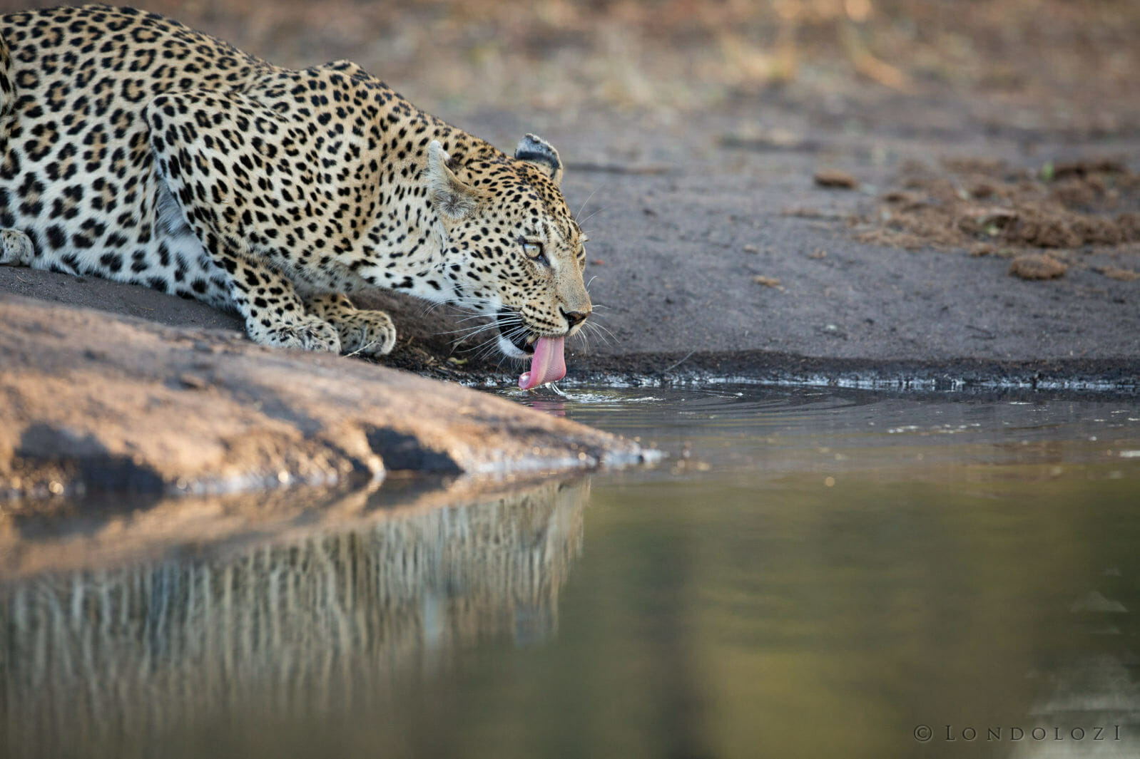 Mashaba Female Leopard Drinking by taken James Tyrrell