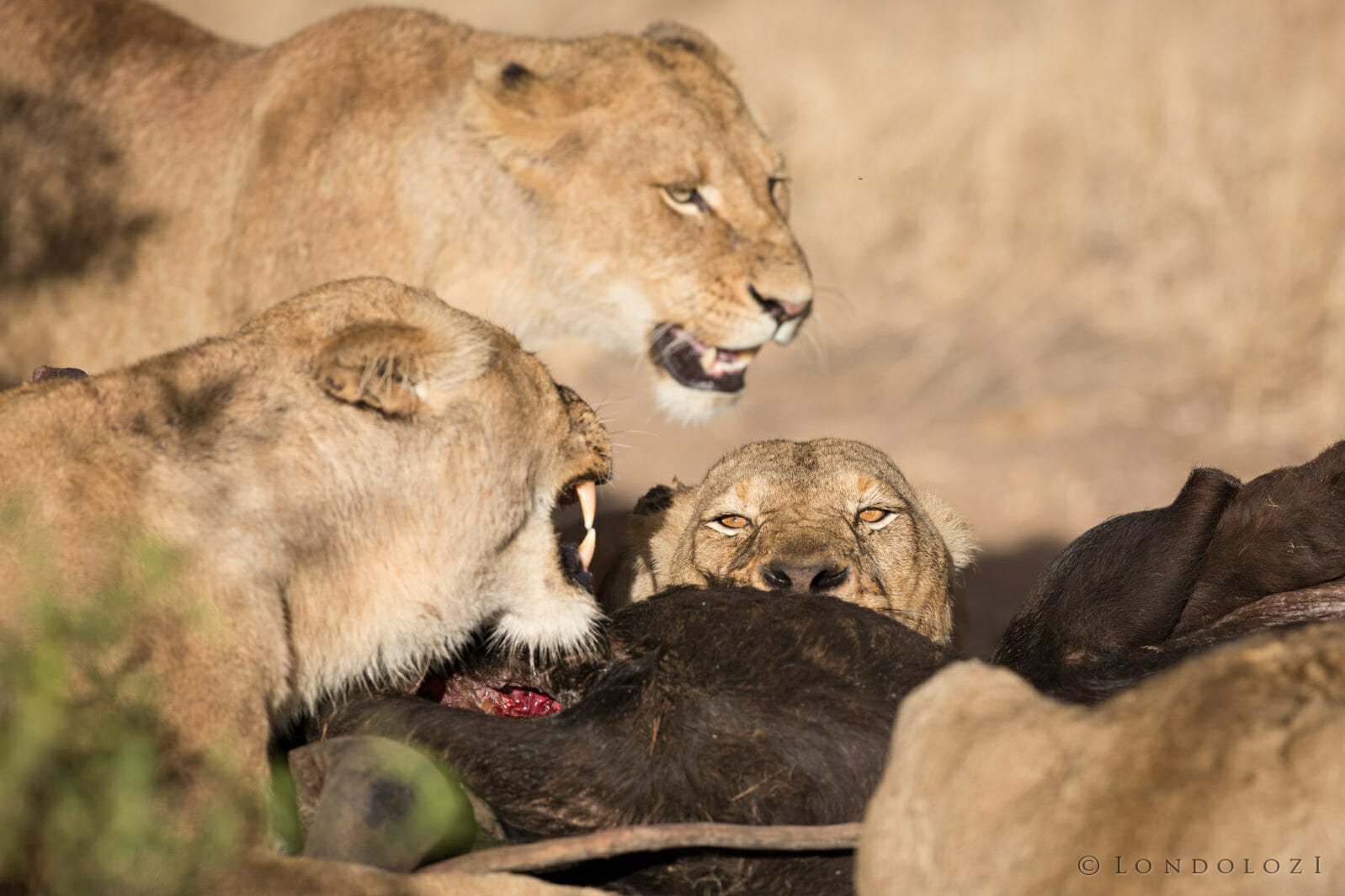 Mkahuma Mhangeni Lions taken by James Tyrrell