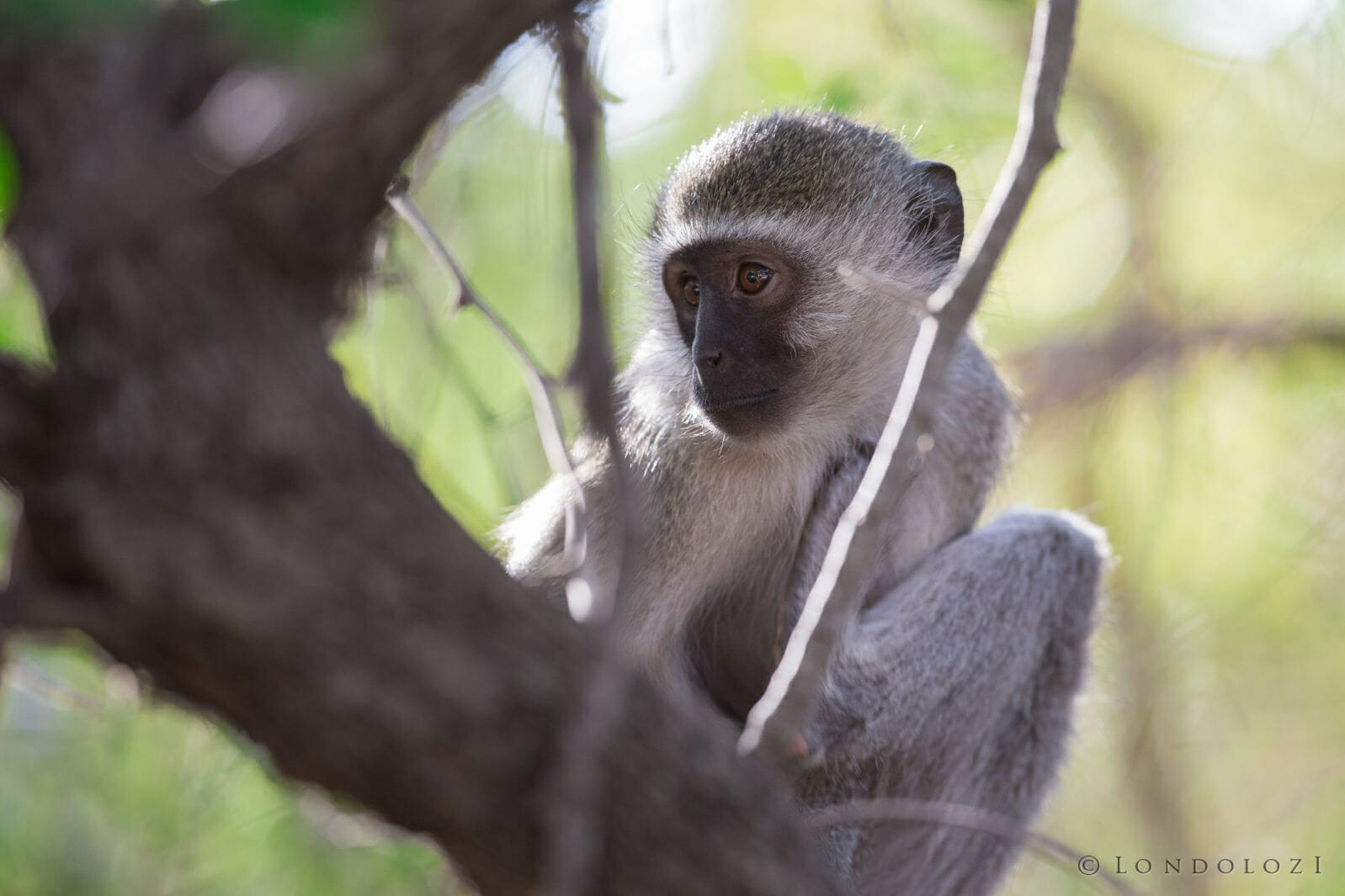 Monkey taken by James Tyrrell