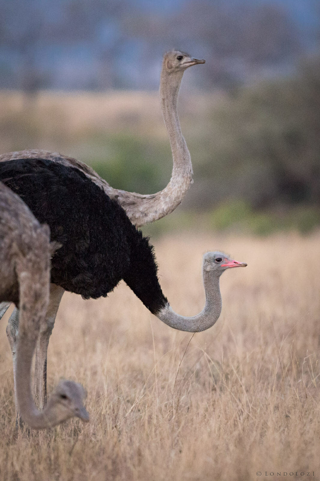 Ostriches taken by James Tyrrell