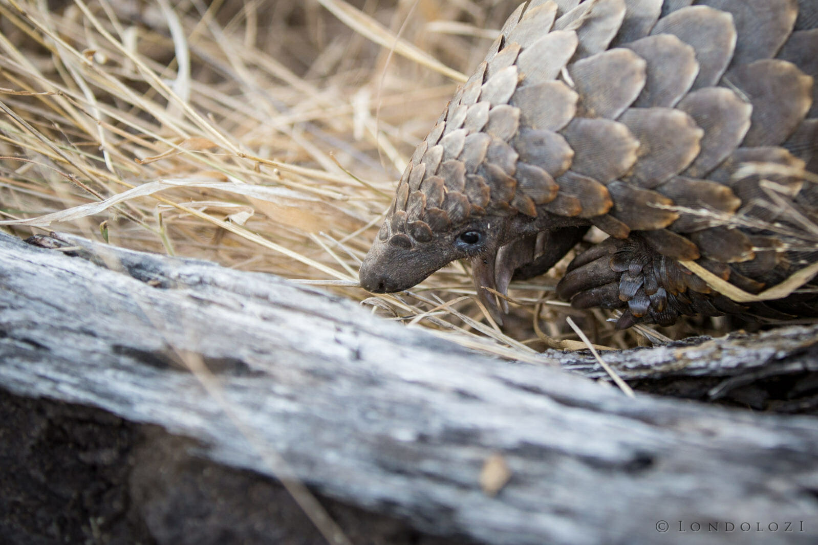 Pangolin taken by James Tyrrell