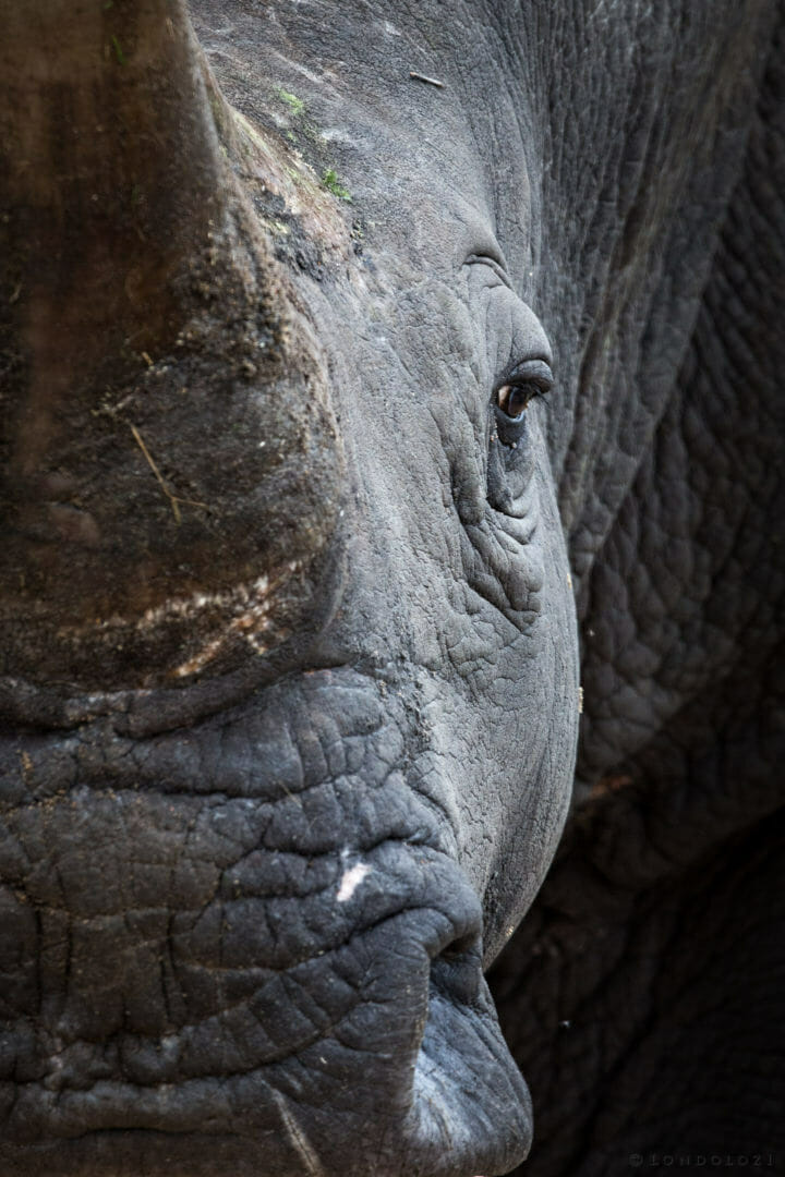 Rhino taken by James Tyrrell