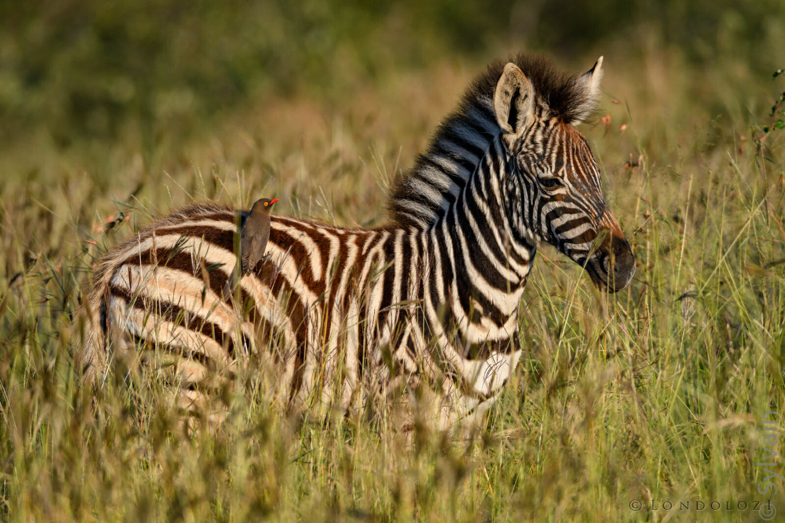Zebra taken by James Tyrrell