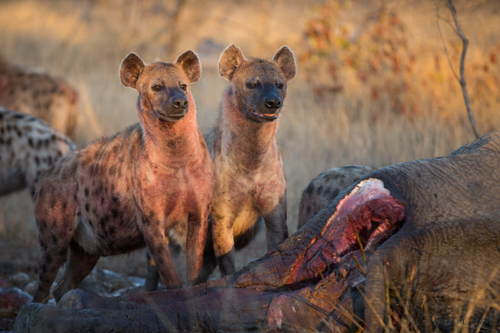 Vulture Hyena Elephant Carcass 2 taken by James Tyrrell