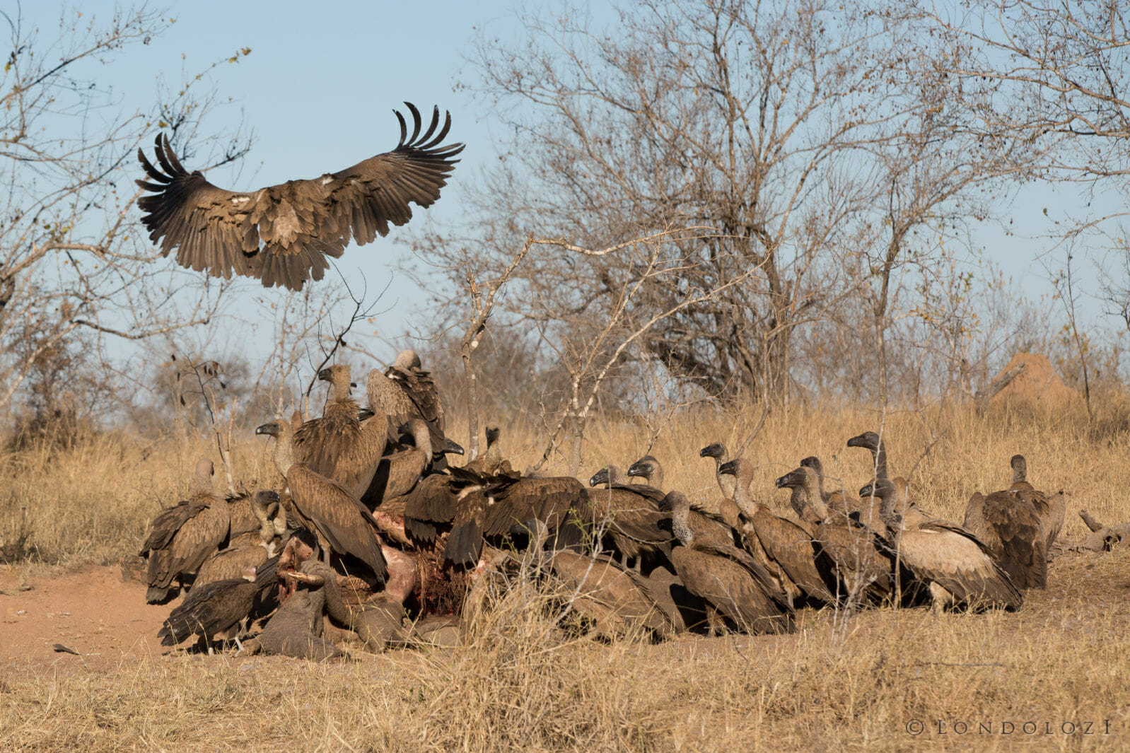 Vulture Hyena Elephant Carcass 4 taken by James Tyrrell