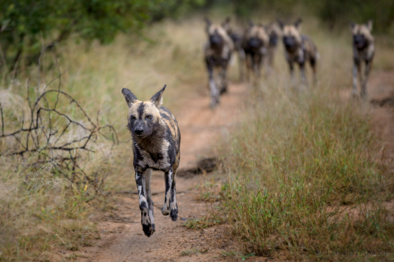 Wild Dog on the move taken by James Tyrrell