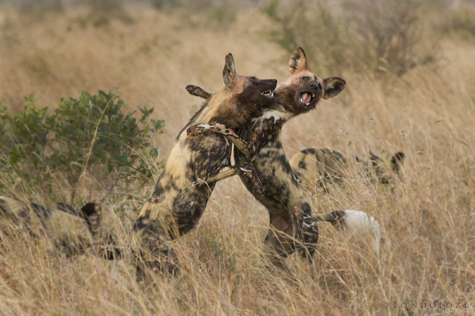 Wild Dogs Dam taken by James Tyrrell