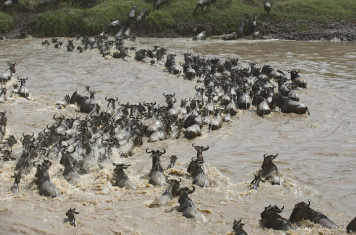 Wildebeest crossing taken by James Tyrrell