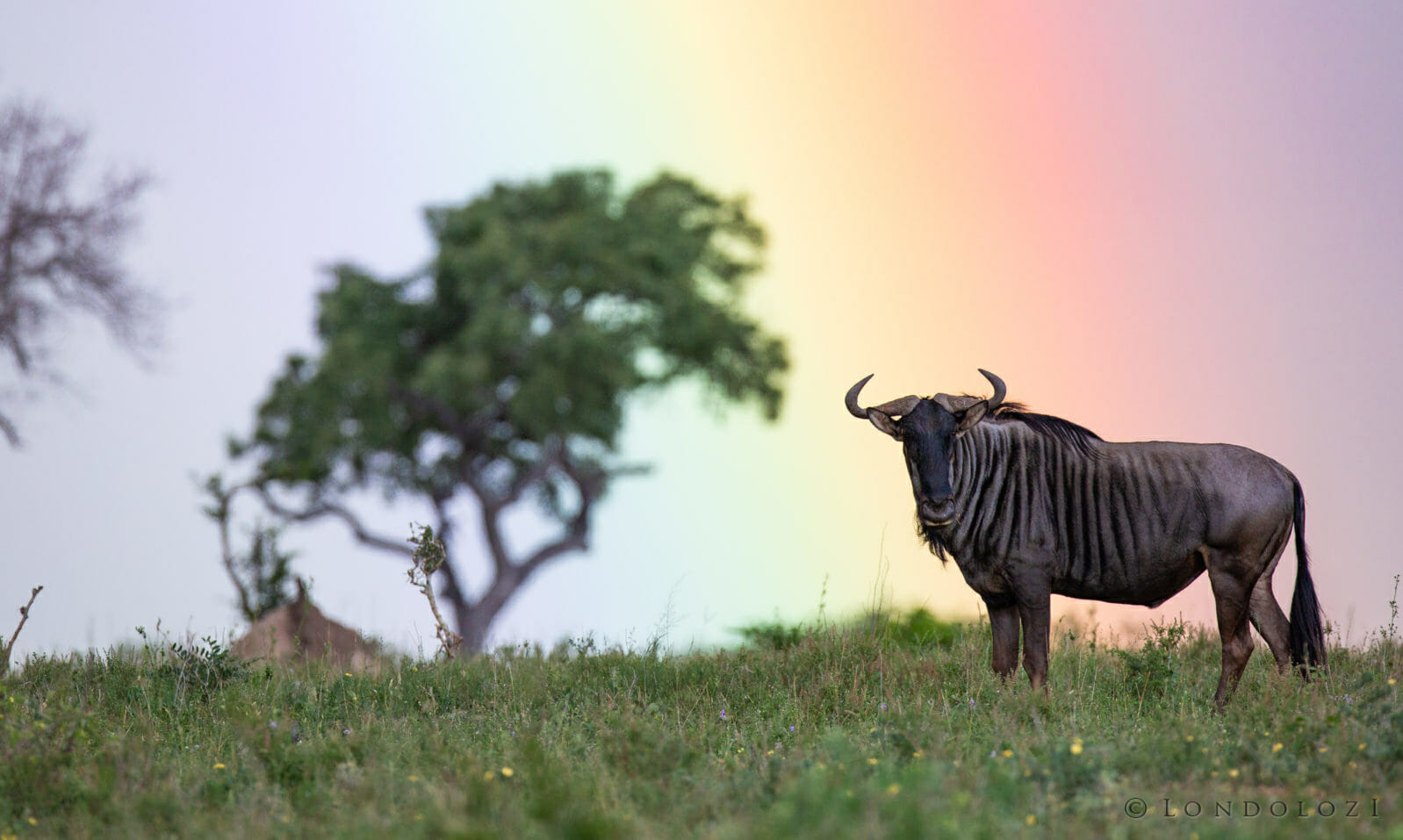 Wildebeest and Rainbow taken by James Tyrrell
