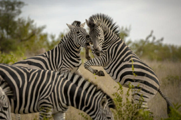 Zebras fighting taken by James Tyrrell